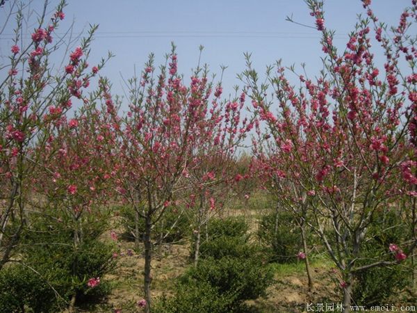 紅葉碧桃圖片紅葉碧桃基地實(shí)拍 紅葉碧桃圖片紅葉碧桃基地實(shí)拍