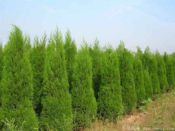 檜柏圖片基地實(shí)拍