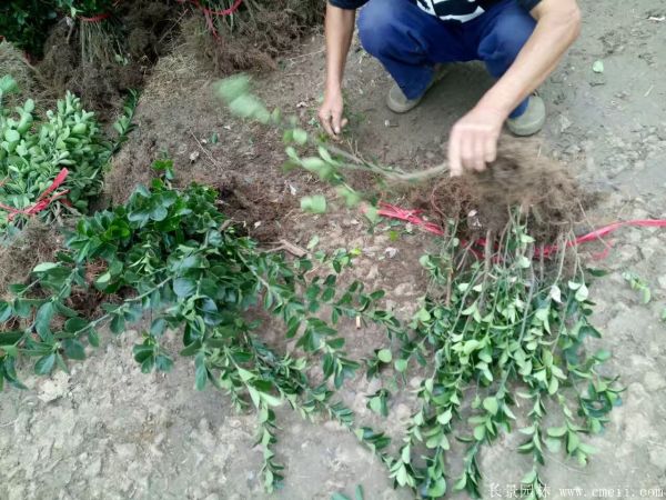 冬青小苗圖片基地實(shí)拍 冬青小苗圖片基地實(shí)拍