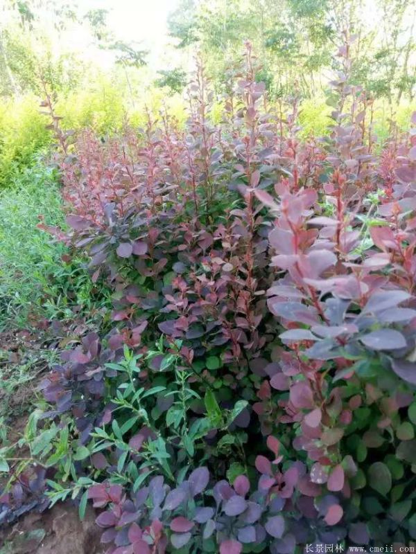 紅葉小檗圖片基地實(shí)拍 紅葉小檗圖片基地實(shí)拍