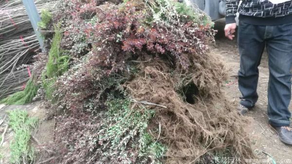 紅葉小檗圖片基地實(shí)拍 紅葉小檗圖片基地實(shí)拍