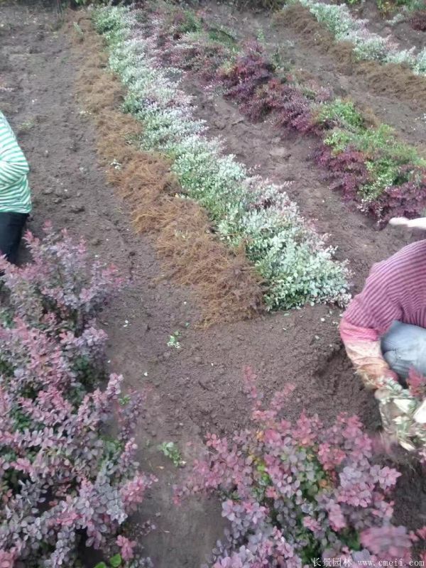 紅葉小檗圖片基地實(shí)拍 紅葉小檗圖片基地實(shí)拍