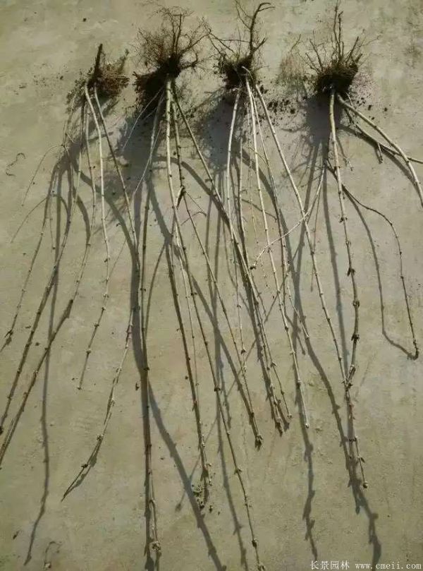 丁香圖片基地實拍 丁香圖片基地實拍