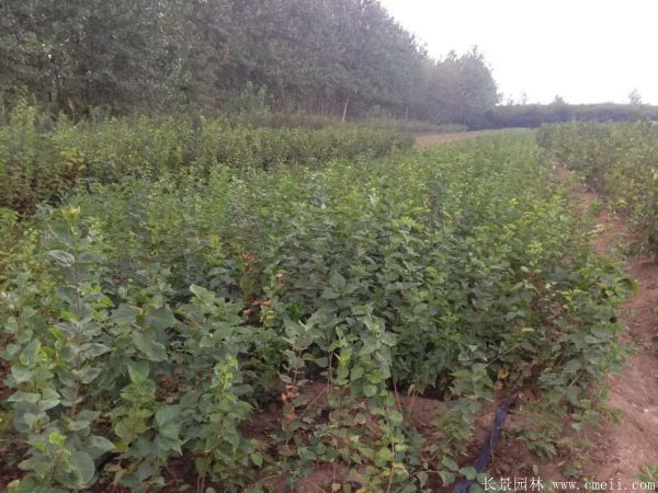 丁香圖片基地實拍 丁香圖片基地實拍