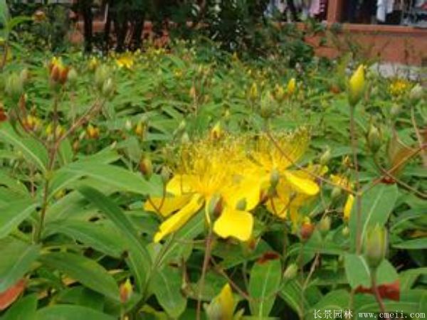 金絲桃圖片基地實拍 金絲桃圖片基地實拍