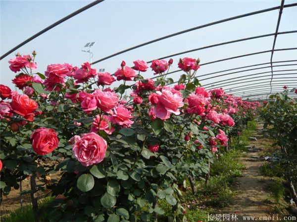 樹狀月季圖片基地實拍 樹狀月季圖片基地實拍