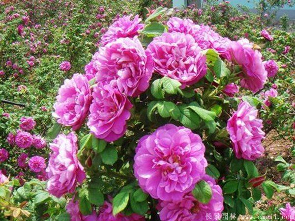 玫瑰花苗圖片基地實拍 玫瑰花苗圖片基地實拍