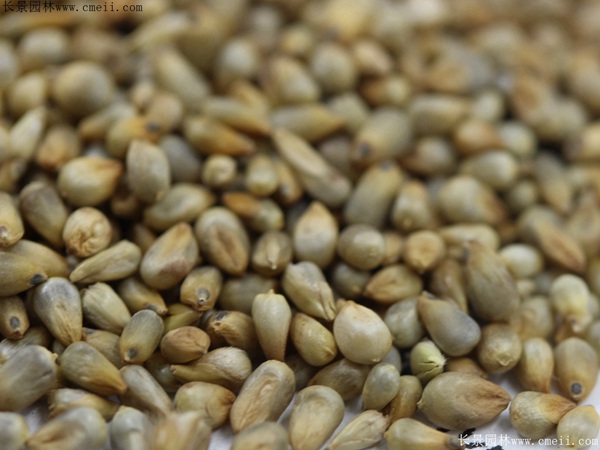 狼尾草種子圖片