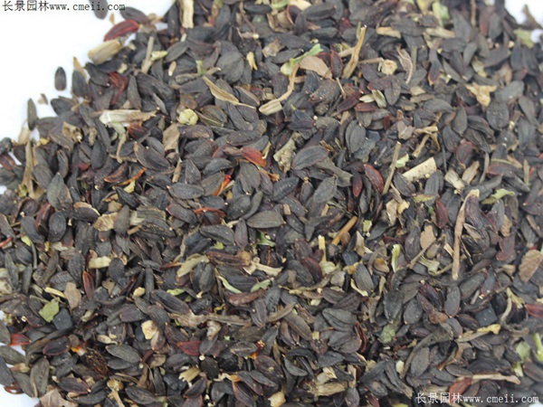 苦荬菜種子發芽出苗圖片 苦荬菜種子發芽出苗圖片