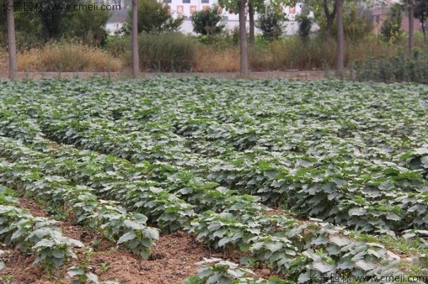 梓樹種子發(fā)芽出苗圖片