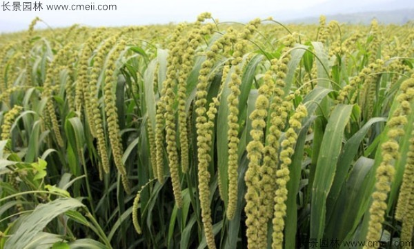 小米種子發(fā)芽出苗圖片