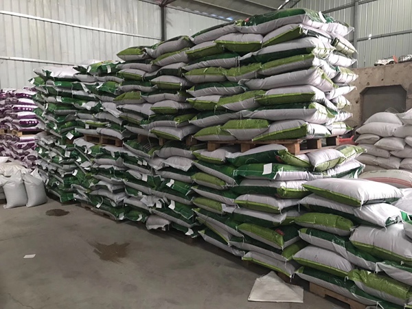 寬葉雀稗草種子 寬葉雀稗草種子