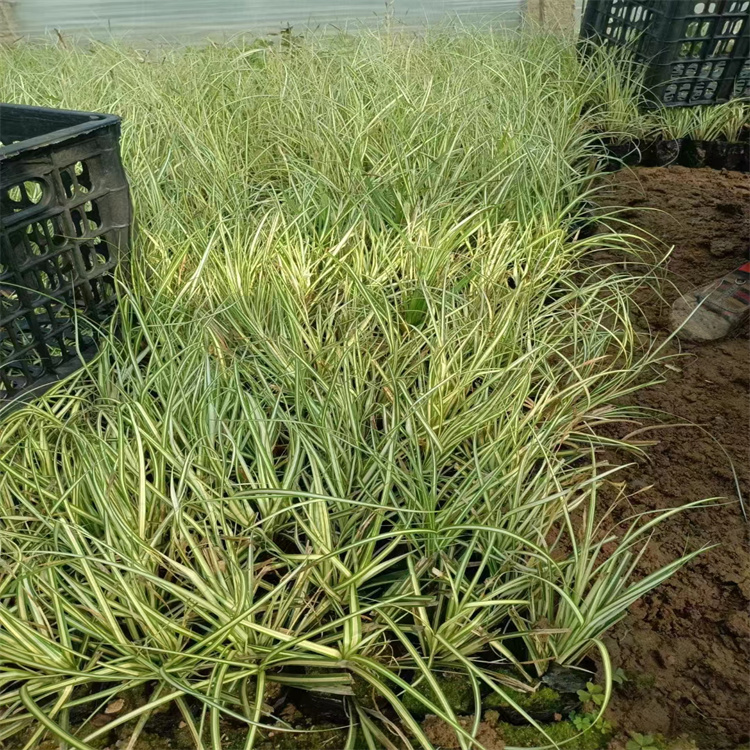 金葉苔草 來(lái)自長(zhǎng)景園林 金葉苔草 來(lái)自長(zhǎng)景園林