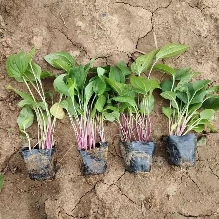 紫錐菊 來自長景園林 紫錐菊 來自長景園林