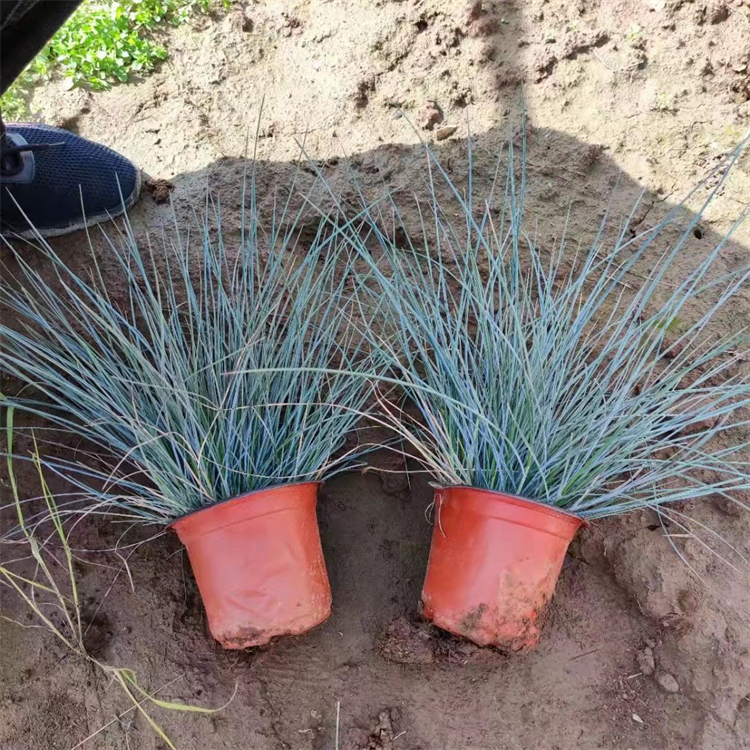 藍(lán)羊茅盆苗 藍(lán)羊茅盆苗