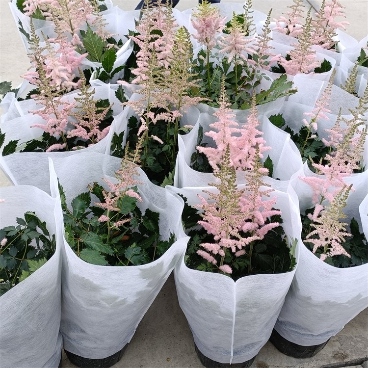 落新婦容器苗盆栽 落新婦容器苗盆栽