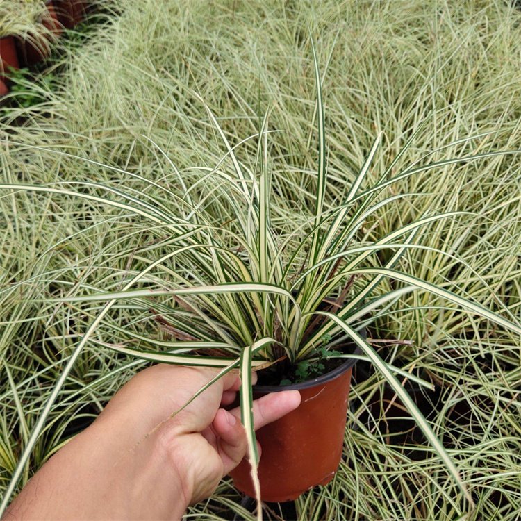 金葉苔草 來(lái)自長(zhǎng)景園林 金葉苔草 來(lái)自長(zhǎng)景園林