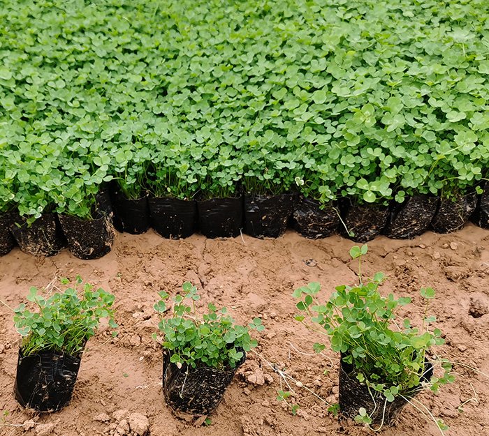 白車軸草 白車軸草